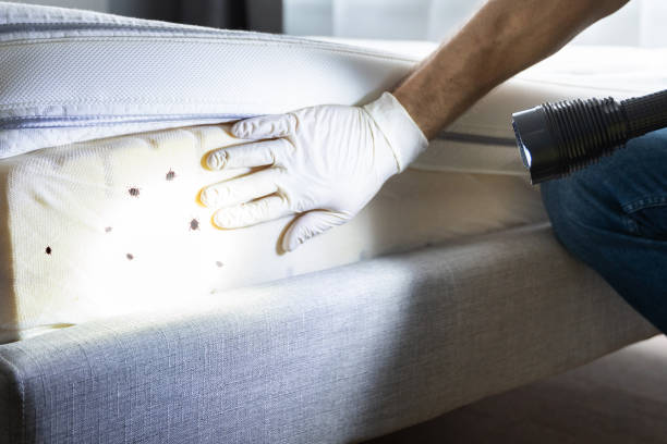 Best Affordable Pest Control Services  in Mehlville, MO