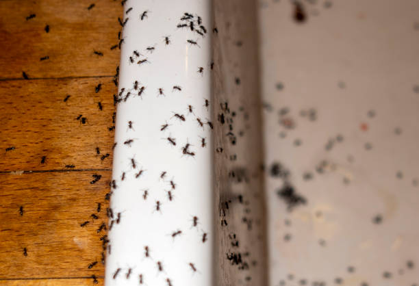 Best Pest Control for Businesses  in Mehlville, MO